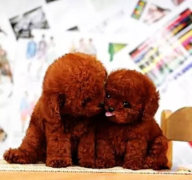 泰迪怎么那么乖,泰迪为啥这么乖