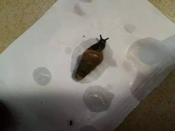 随手捉一只小蜗牛,你认识吗?在小区给孩子上一节博物课吧!