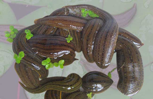 野外遇到这些动物一定要小心,十种危险的吸血动物