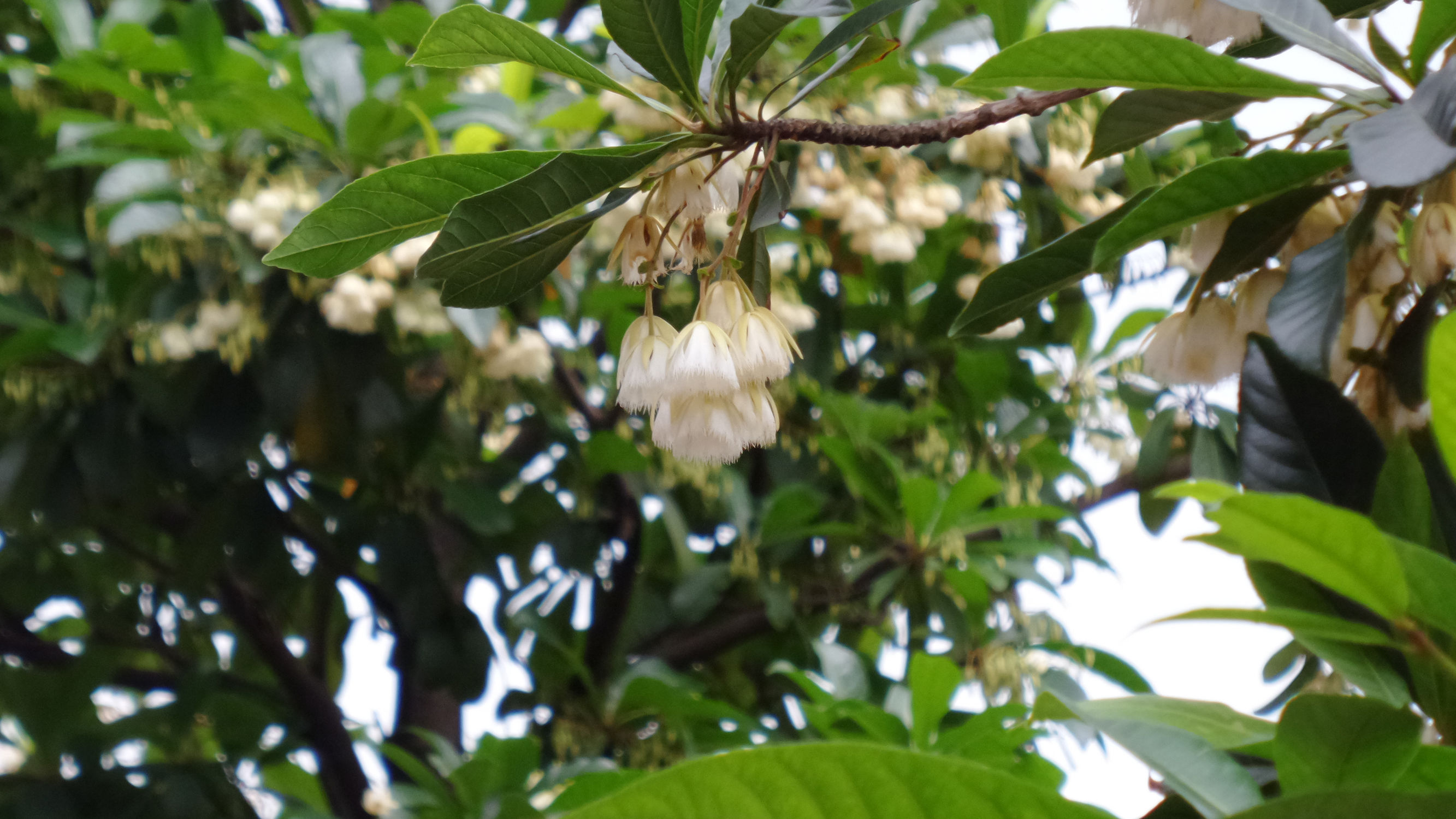 十倍光学变焦公认最好拍照手机,可变焦拍照神器