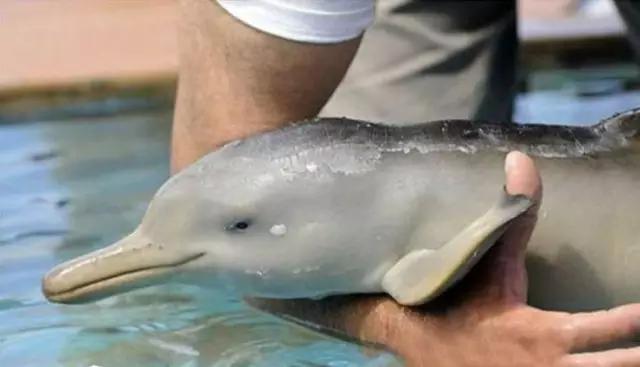 用我巨萌的强力剂，治愈你的宝宝萌化症