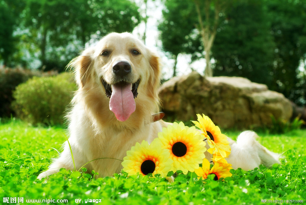 关于狗狗皮肤病的观察与治疗