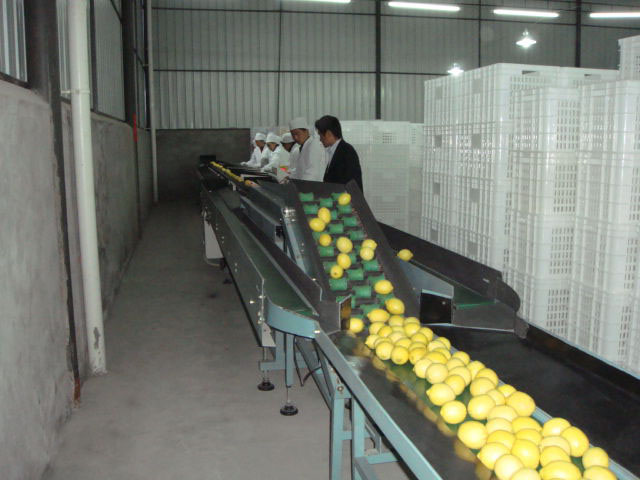 安岳柠檬电商发展迅猛,去库存才是硬道理