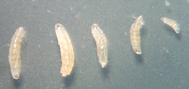 樱桃里有小虫子吃到肚子里怎么办,樱桃切开里面的小虫子