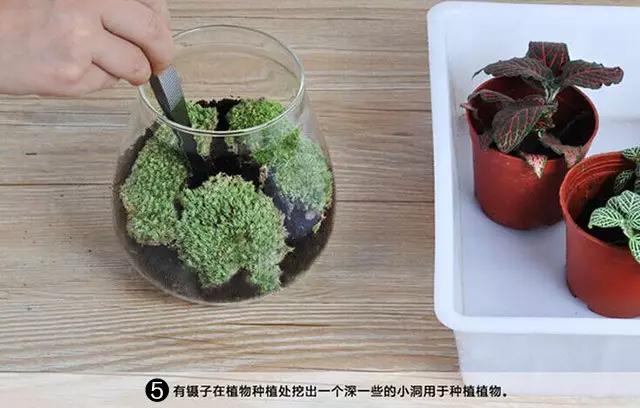 苔藓盆栽制作方法,苔藓植物盆栽制作