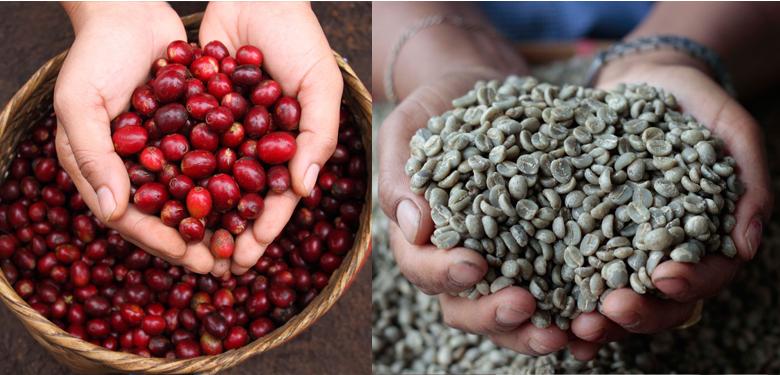 泰国DoiChaang,排在世界1%前的咖啡品质