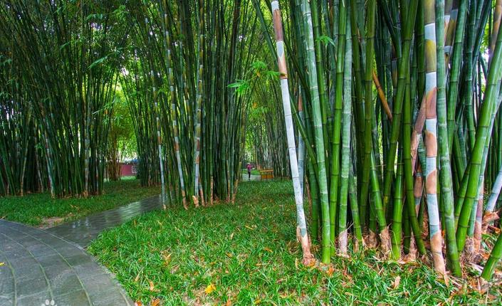 竹子竟然是最好的鱼竿！这个你要不知道就OUT了！