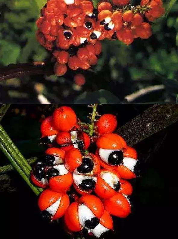 吃过这五种水果是土豪,这些水果吃过一半以上的全是土豪