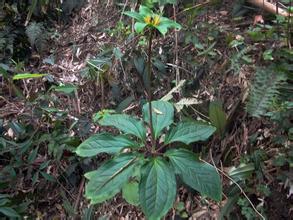 中药七叶一枝花是抗癌良药,七叶一枝花黄芪抗癌喝多久就见效