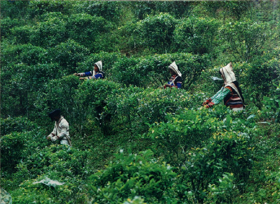基诺山茶山徒步,六大古茶山之首