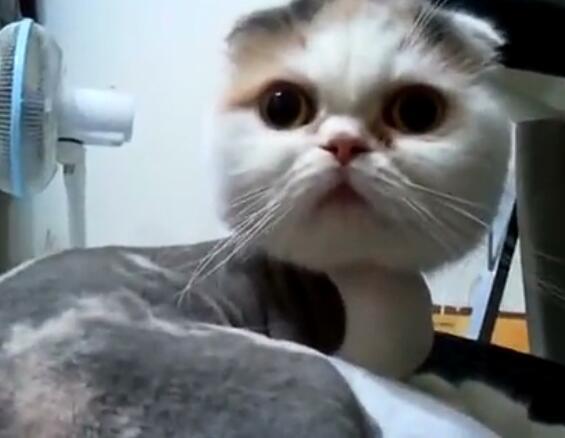 主人怎么叫小猫它才会回应,主人怎样叫猫咪