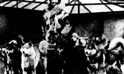 二货哈士奇是怎么来的？难道真是狼和狗OOXX...生的？！