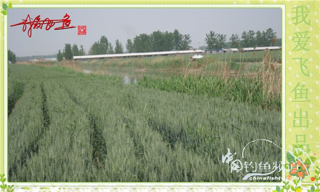 我爱飞鱼初探新钓点