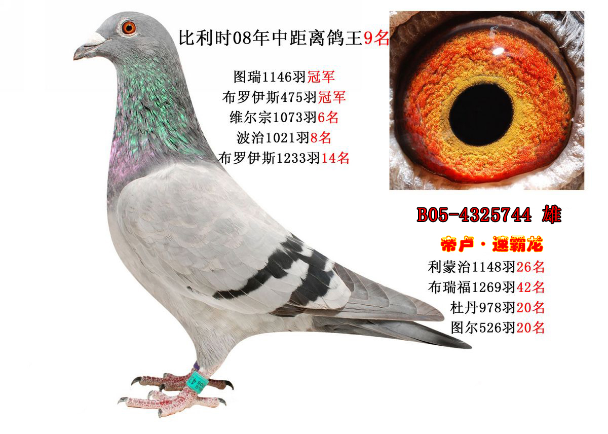 不看后悔的园艺技巧,鉴鸽技巧大全带图