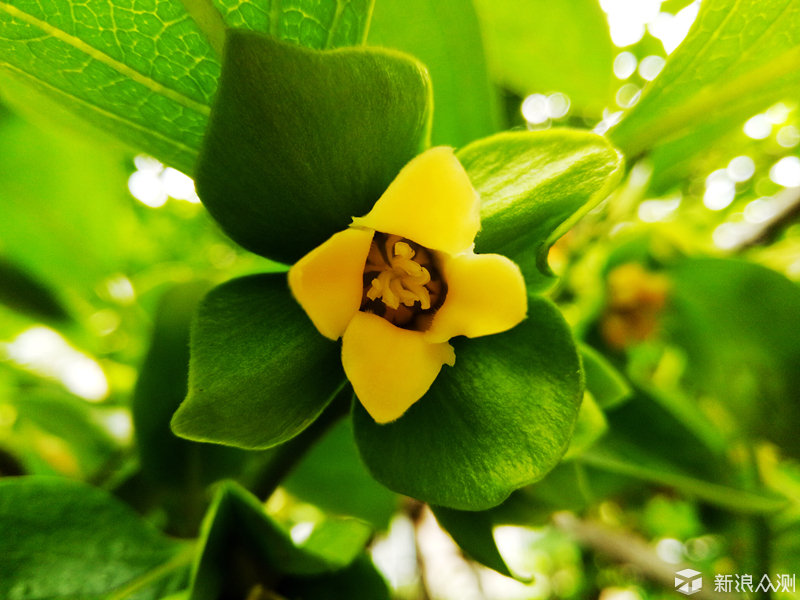 oppor9还值不值得入手,oppoa72值不值得买