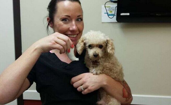 让死神等10年的流浪狗一直坚信有人会救它，最后上天给了它答案