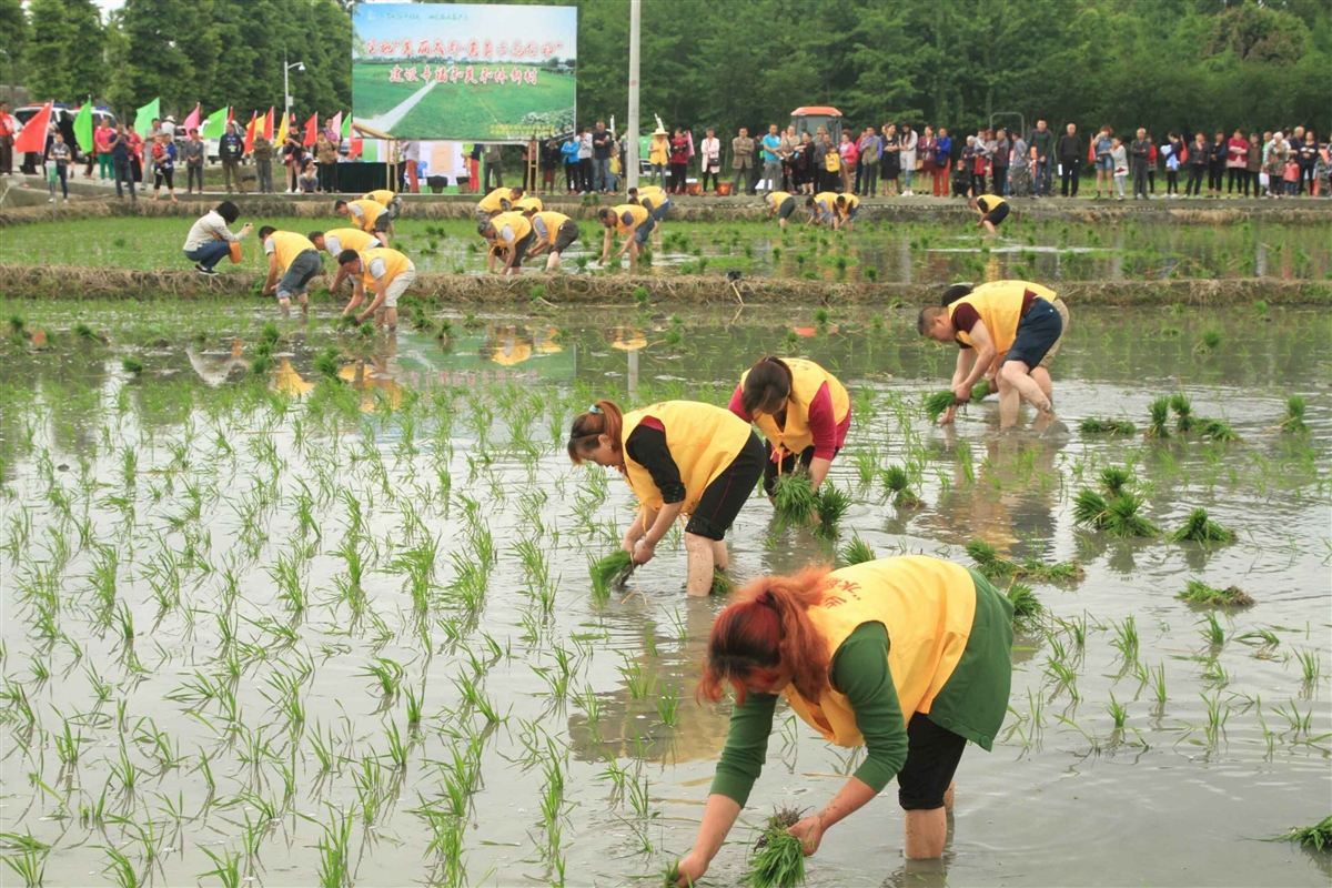 立夏栽秧好还是小满栽秧好,立夏小满正栽秧完整视频