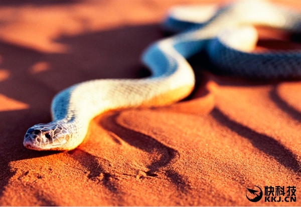 地球上最毒的15种动物,世界上最毒的动物排行