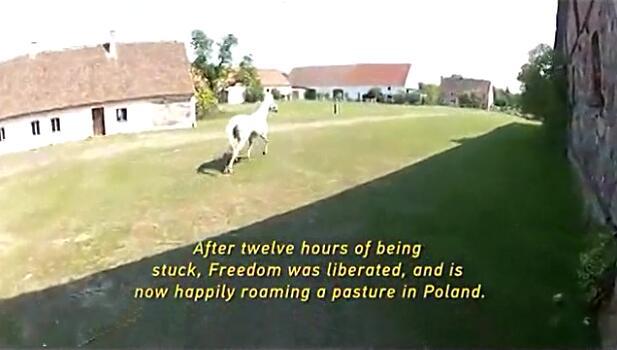 马卡深坑生命垂危，主人的一句话令它产生求生欲望，重获自由