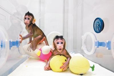 克隆猴成功的视频,两只克隆猴在中国诞生