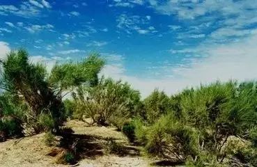 新疆南疆野生动物图片,南疆常见绿化植物