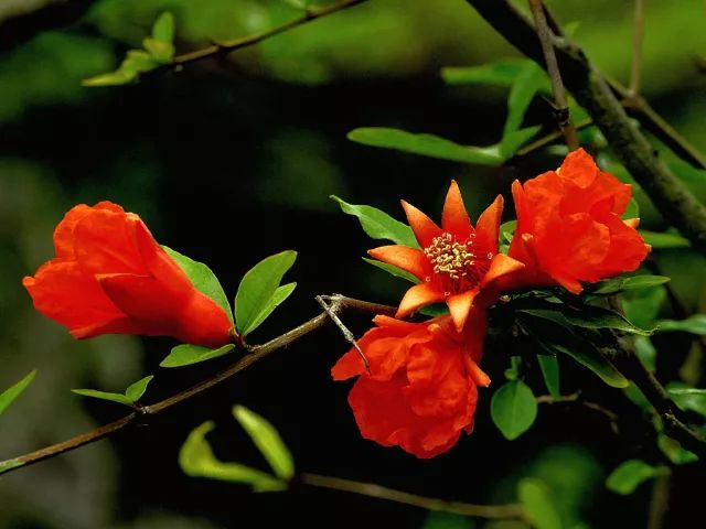 记忆里的那些花儿｜石榴花开，生如夏花之绚烂