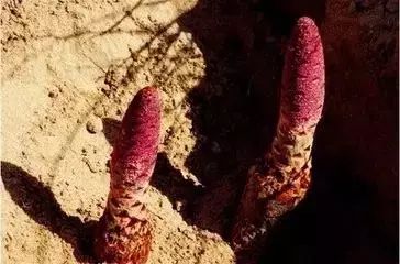 新疆南疆野生动物图片,南疆常见绿化植物