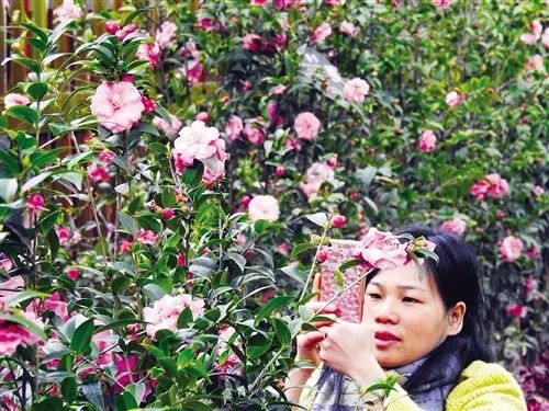 去山上看漂亮的茶花,周末赏茶花