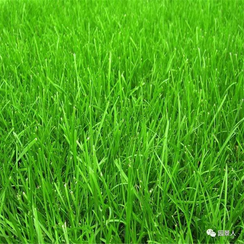 优质人造草坪维护,济宁人造草坪维护