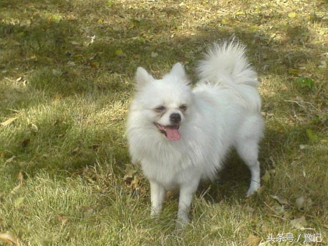 狗年将至，三只狗告诉我什么叫“知心的朋友，暖脚的老狗”