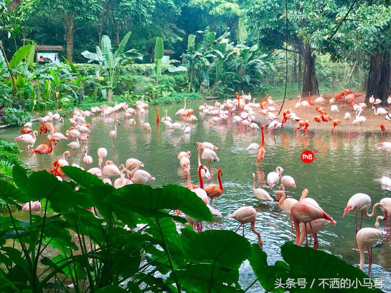长隆野生动物园3天2晚亲子游,广州长隆野生动物园亲子游攻略