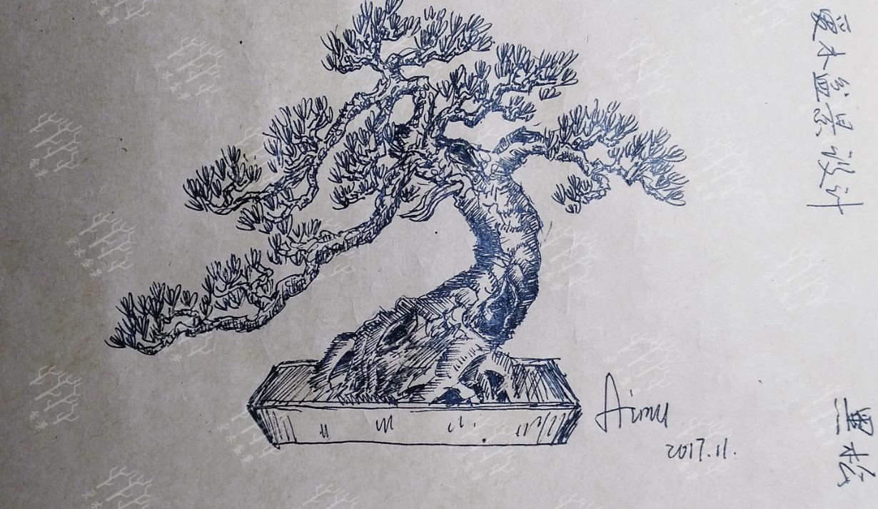 黑松小品好养吗 (小品黑松精品图片)