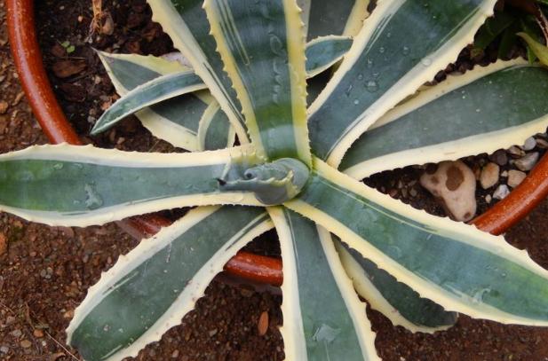 去甲醛最好的花卉植物,吸甲醛又好养的植物有哪些盆栽