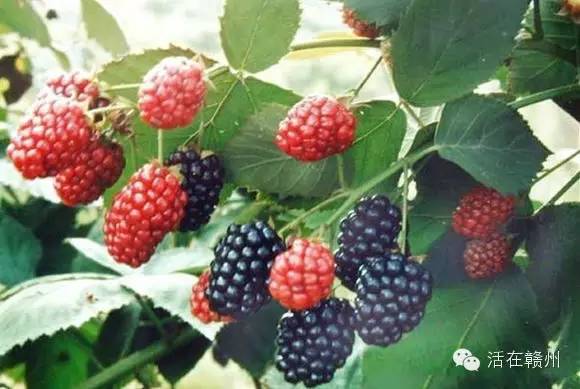 摇啊摇，摇啊摇，摇不到童年的桥，这些美食你还记得吗？