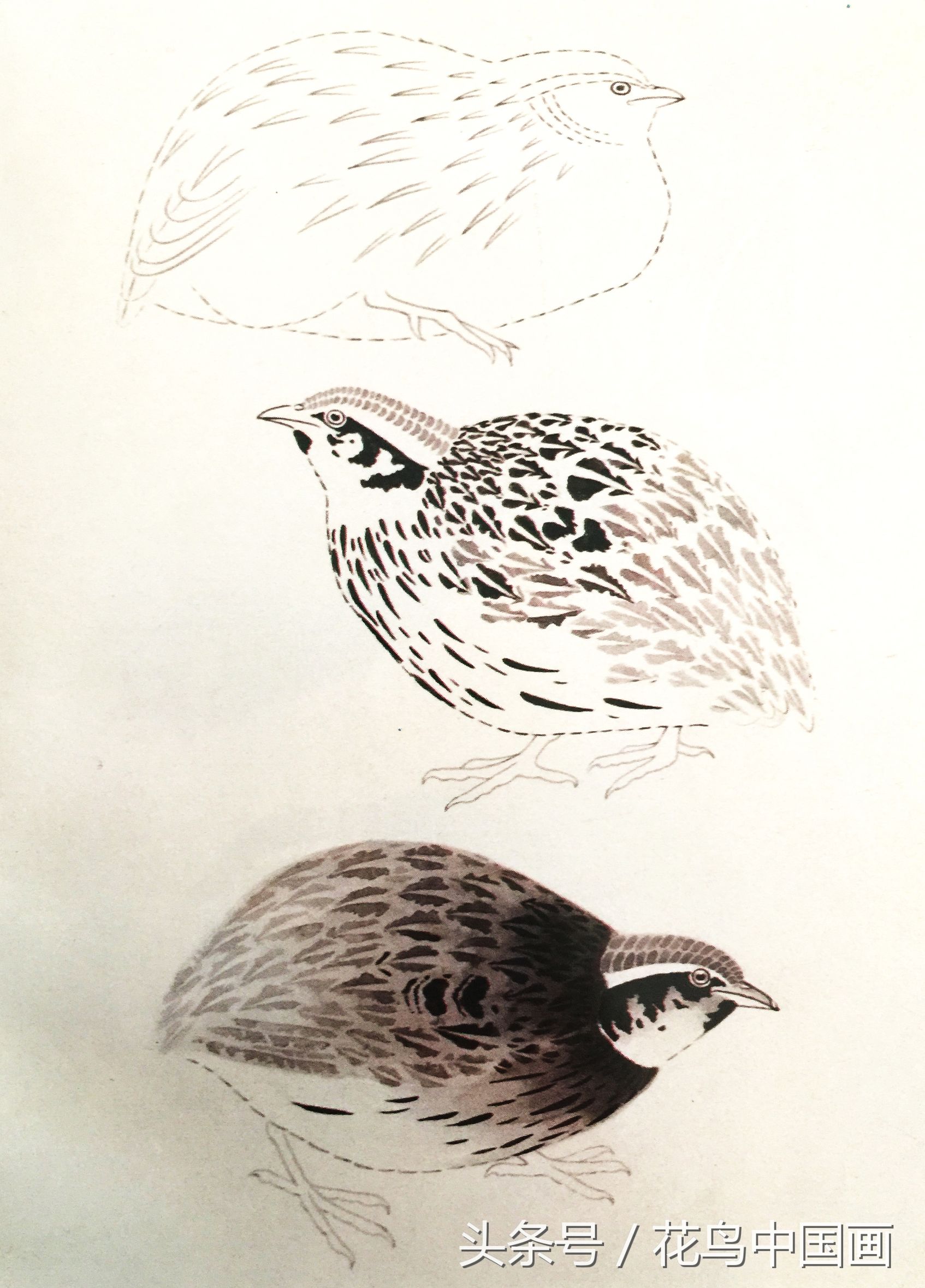 工笔国画白鸟的画法,写意花鸟羽毛技法