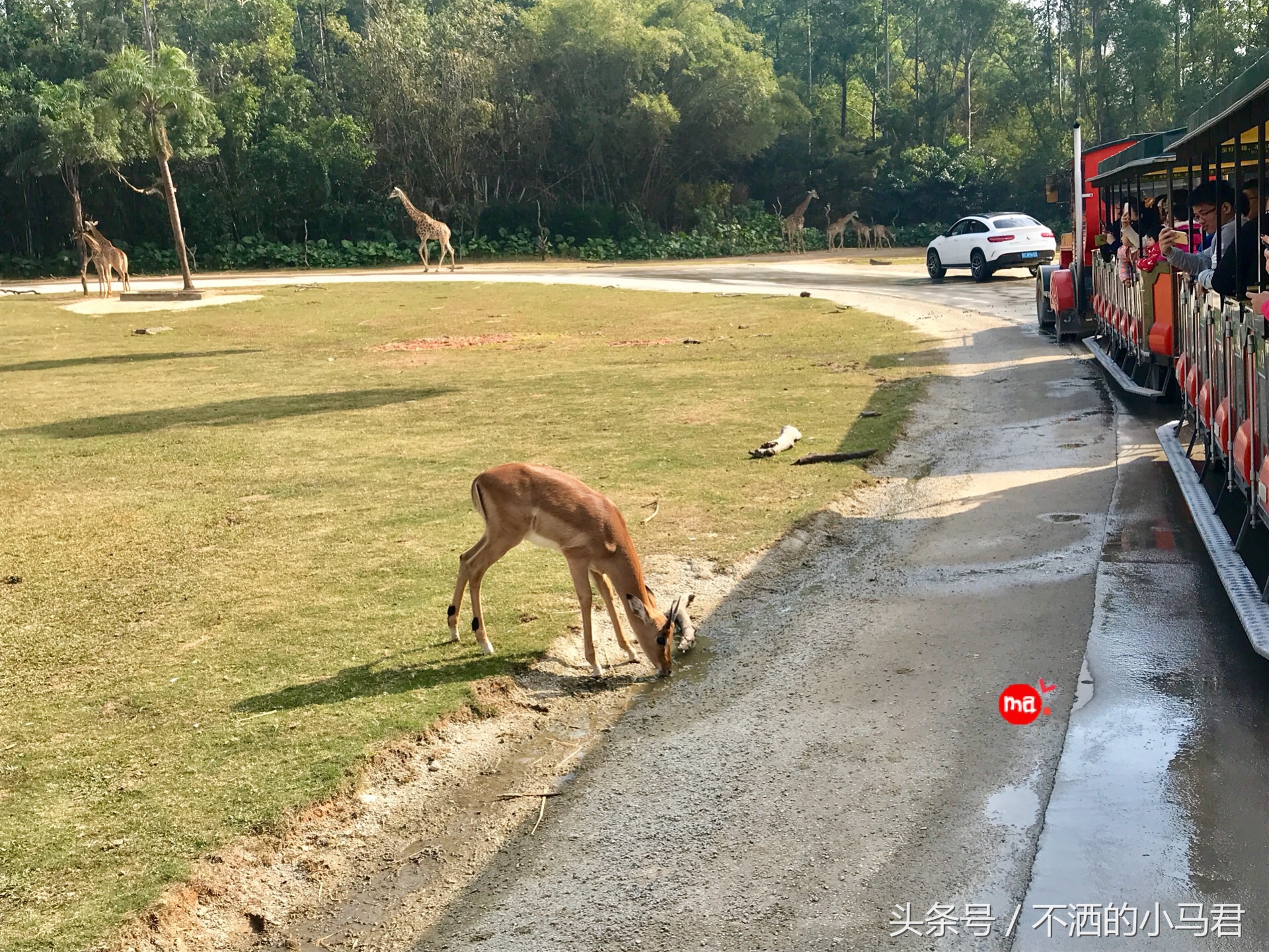 长隆野生动物园3天2晚亲子游,广州长隆野生动物园亲子游攻略