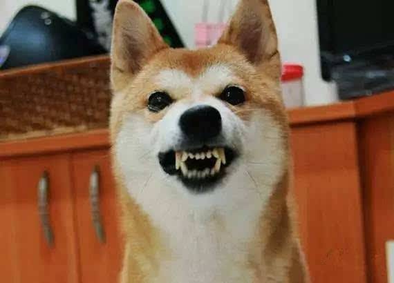 遇到有攻击性的狗怎么办,碰到坏人如何训练狗狗攻击性