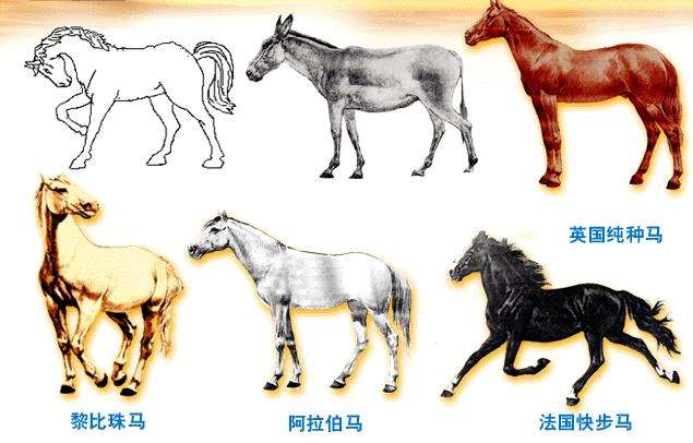 白马非马是真理还是谬论,白马非马的诡辩谁提出来的