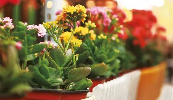 给长辈病人送花送什么花,给长辈送花适合送什么花