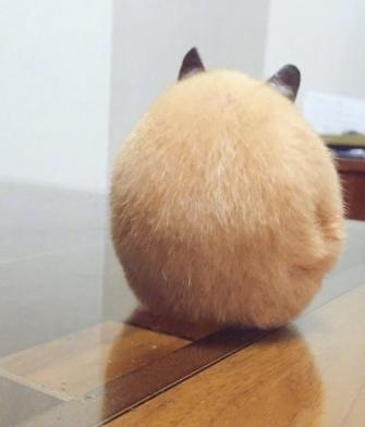 关于仓鼠最可爱的照片大全,仓鼠图片大全可爱萌图