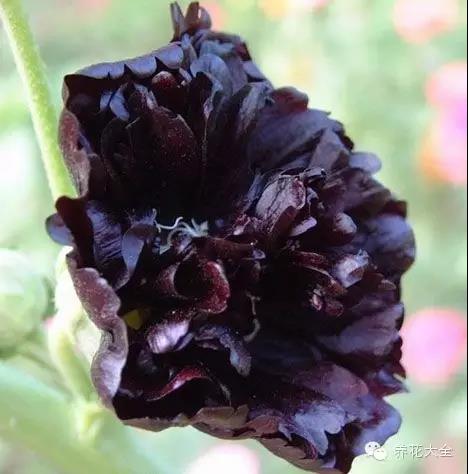 自然界中仅有的八种黑色的花,23种黑色花图片
