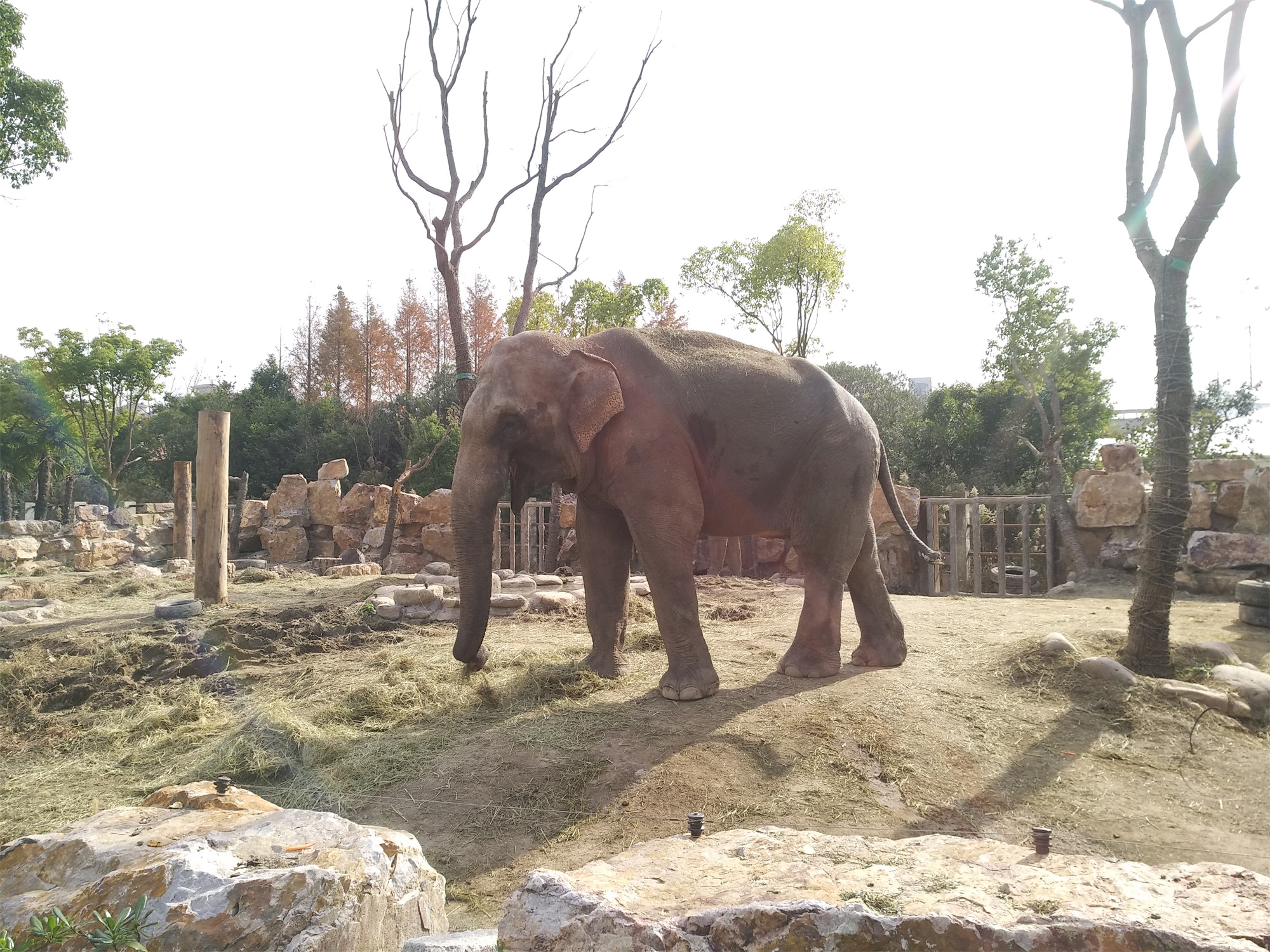 上海野生动物园一日游大概多久,上海野生动物园一日游日记三年级
