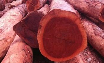 非洲红玫瑰木是不是属于红木系列？终于有了解答！