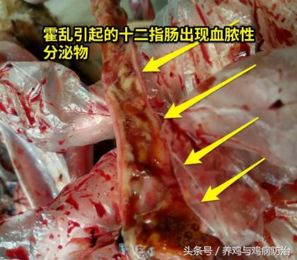 养鸡常见病顺口溜,高温高湿天养鸡常见病