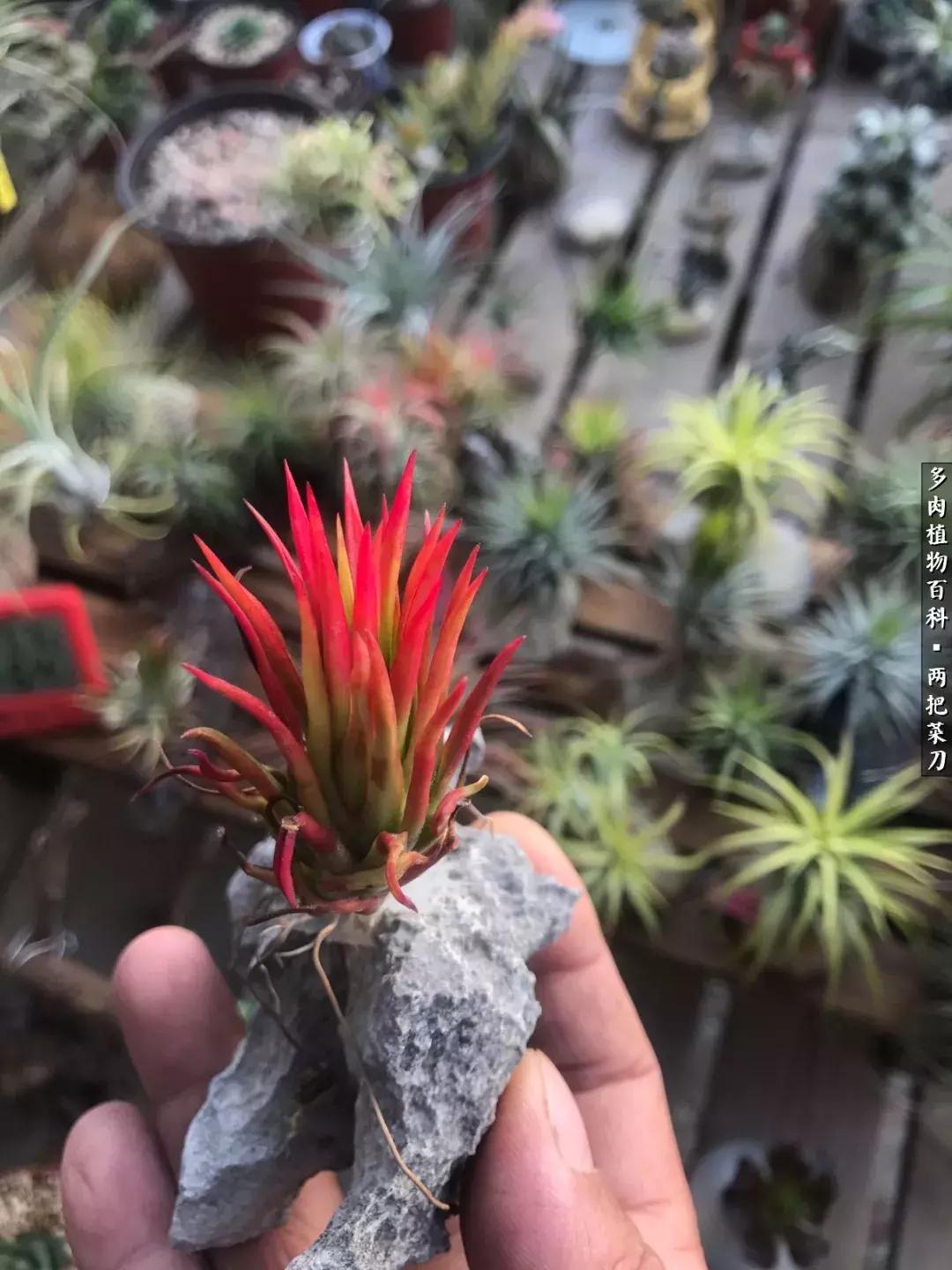 空气凤梨鸡毛掸夏天怎么养护,空气凤梨烂根切除了怎么养护