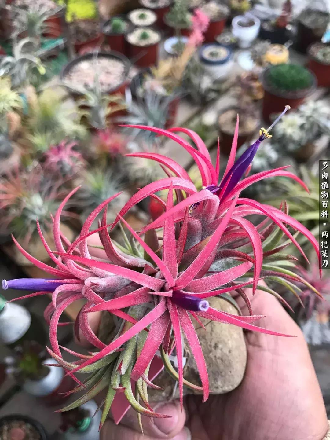 空气凤梨鸡毛掸夏天怎么养护,空气凤梨烂根切除了怎么养护