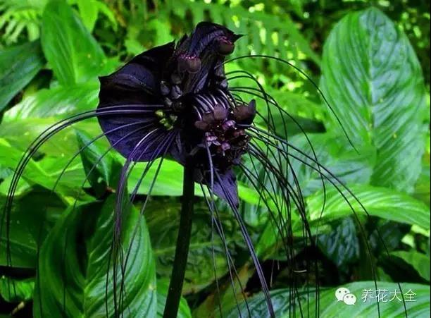 自然界中仅有的八种黑色的花,23种黑色花图片