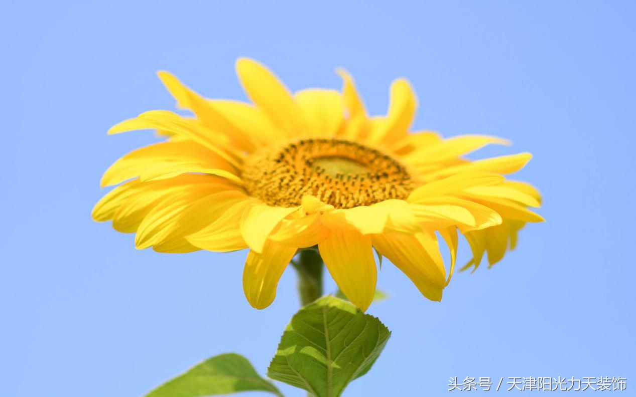 无论是面对业主还是外卖小哥，力天都散发着自己的温度