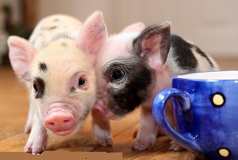 贝克汉姆成为英格兰英雄,贝克汉姆成为足球俱乐部老板