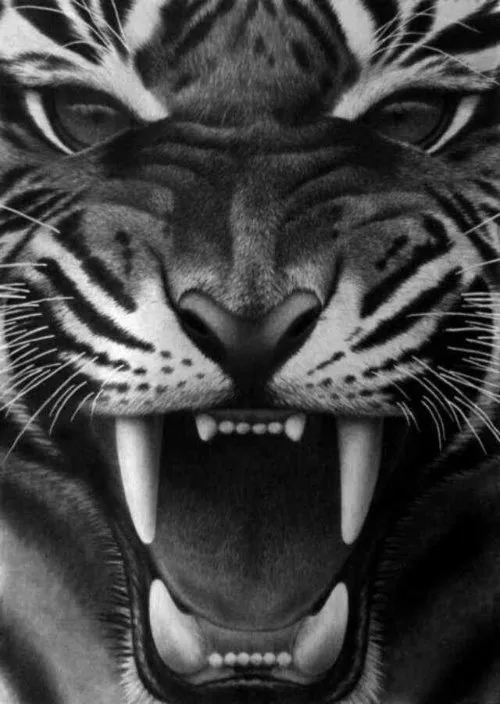 壁纸老虎狮子超霸气超清壁纸,大象老虎狮子谁才是百兽之王